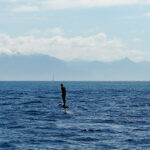 2045-2e88ab1a1f7a5b4a0af8cd95b0c5aec3