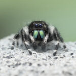 A-REAL-BUGS-LIFE