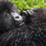 Ben Cherry Gorilla Selection-99