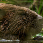 Bever03_WM