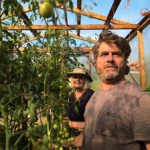 TOMATOES_002