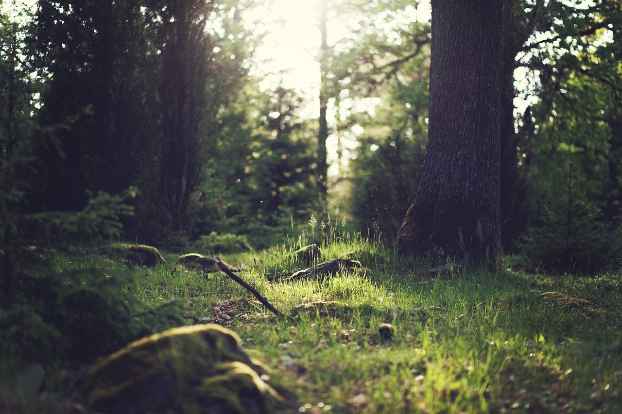 forest-g56292cb40_1280