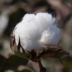 Cotton.