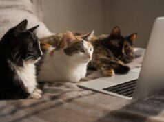 Luna is dé populairste kattennaam van 2023