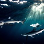 sharkfest